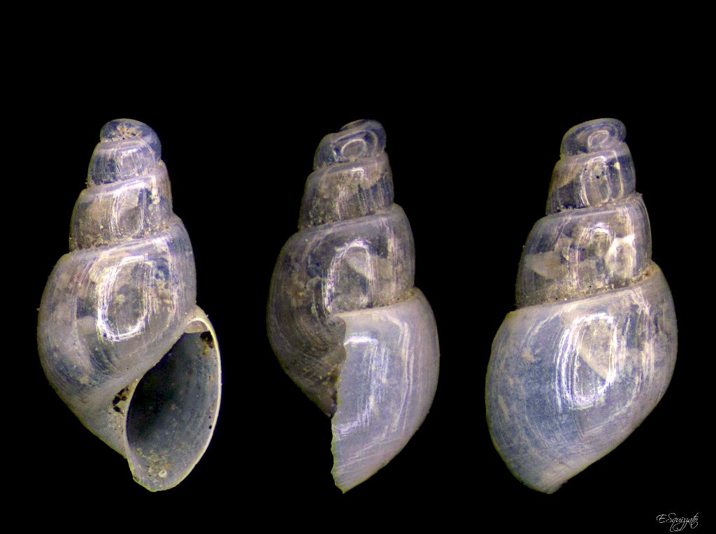 Ondina da determinare